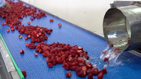 Processing fresh strawberries, fa01 Video stock 286967561