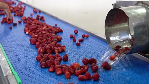 Processing fresh strawberries, fa01 Stock Footage 286968293