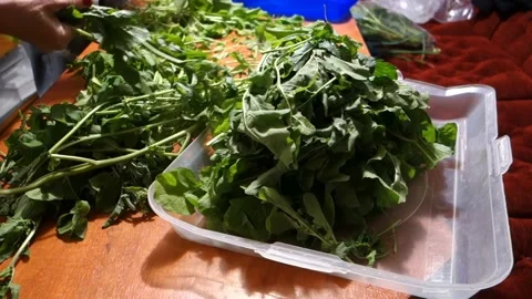 Processing freshly picked organic arugula from the garden in the kitchen Video stock 155793434