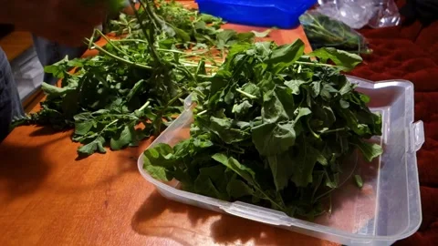 Processing freshly picked organic arugula from the garden in the kitchen Stock Footage 155804444
