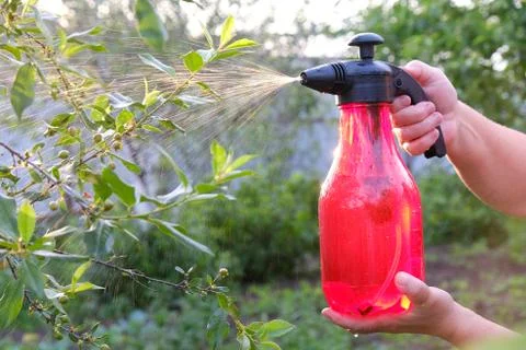 Processing of fruit trees from pests, spraying pesticides, hands holding a sp Фото