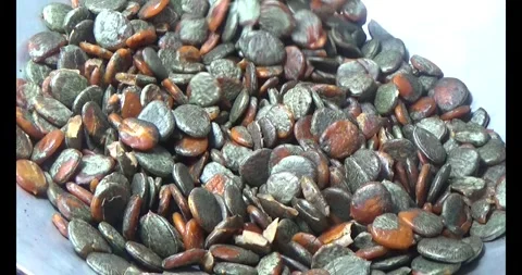 Processing gac seeds into herbal medicine Stock Footage 312855327