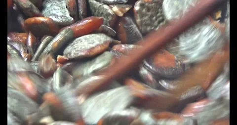 Processing gac seeds into herbal medicine Stock Footage 312855383