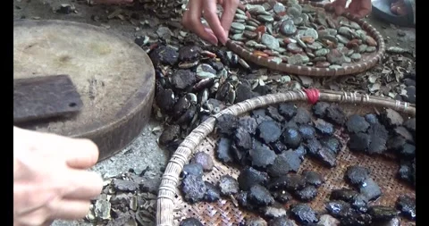 Processing gac seeds into herbal medicine Video stock 312862391