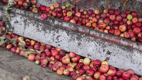 Processing of garden apples Stock Footage 75256959