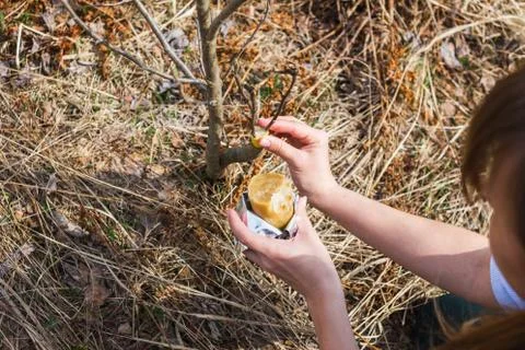 Processing of garden graft apple trees in spring Stock Photos