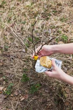 Processing of garden graft apple trees in spring Stock Photos