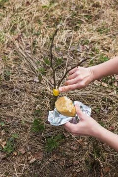 Processing of garden graft apple trees in spring Stock Photos