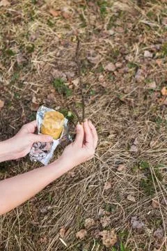 Processing of garden graft apple trees in spring Stock Photos