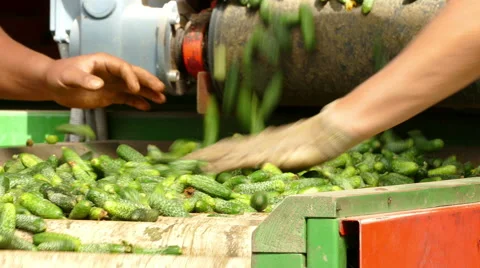 Processing of gherkins Stock Footage 67443303