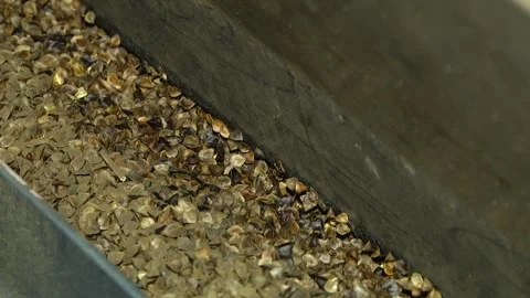 Processing grain buckwheat high humidity. Drying freshly harvested grain. Stock-Footage 123965000