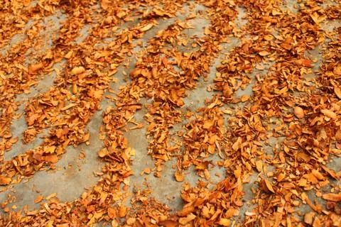 Processing herbal Stock Photos