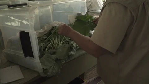 PROCESSING KALE HARVEST Video stock 102742804
