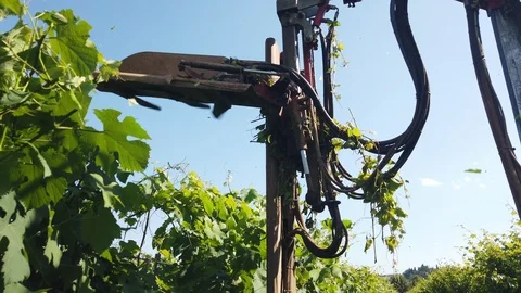 Processing of the Lambrusco vine, topping (up) Stock Footage 111836787