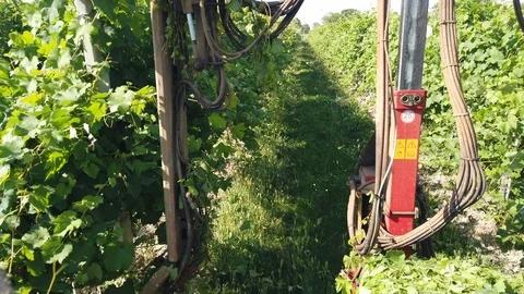 Processing of the Lambrusco vine, topping 動画素材 111874440