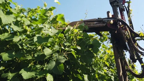 Processing of the Lambrusco vine, topping sequence (up, middle, down) Video stock 111836898