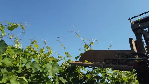 Processing of the Lambrusco vine, topping the vine Stock Footage