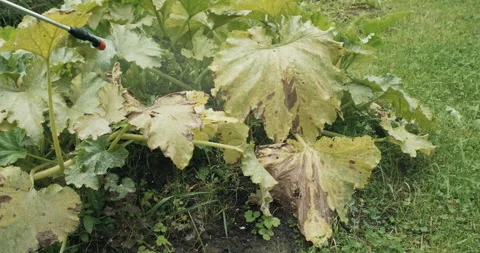 Processing of leaves of zucchini and pumpkin from pests and parasites Vidéo 177331681