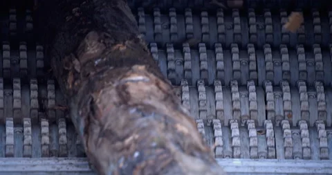 Processing line of a wood processing plant, where are grinding tree trunks Stock Footage 161969639