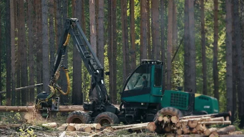 Processing Log With Industrial Forestry Harvesting Vehicle Crane Equipment Stock Footage 289243561
