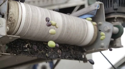  Processing of olives Stock Footage 57675415