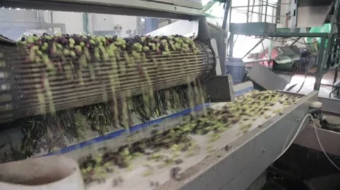 Processing of olives Stock Footage 57675530