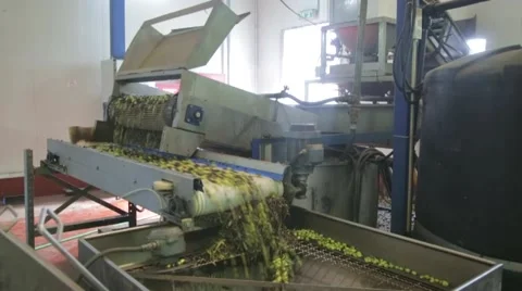 Processing of olives Stock Footage 57675727