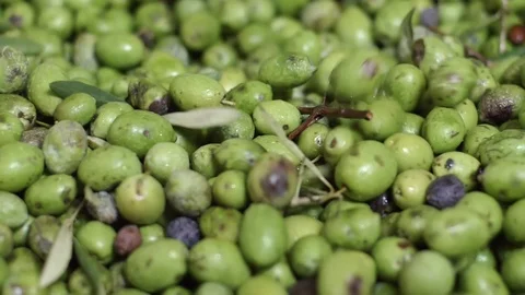 Processing olives, making Olive Oil.Mill, Production-slow motion Stock Footage 110909813