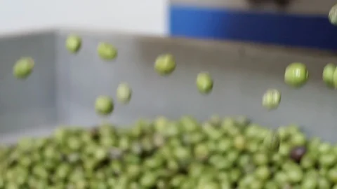  Processing olives, making Olive Oil.Milling, Production, food. Stock Footage 110807696