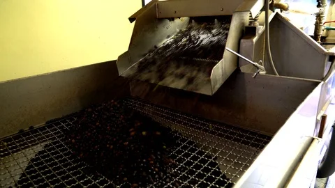Processing of the olives in a oil mill. Stock Footage 91661115