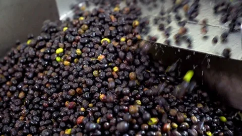 Processing of the olives in a oil mill. Stock Footage 91661154
