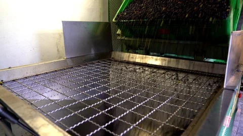 Processing of the olives in a oil mill. Stock Footage 91950137