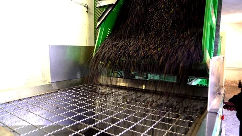 Processing of the olives in a oil mill. Stock Footage 93410555