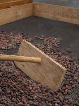 Processing Organic Cacao beans Foto stock