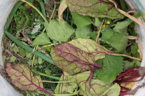 Processing of organic waste, compost preparation Stock Photos