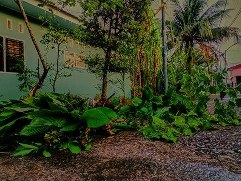 Processing of organic waste Foto stock