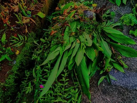 Processing of organic waste Foto stock