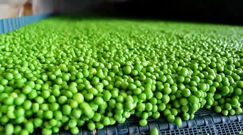 Processing peas in food industry Vidéo 25693940