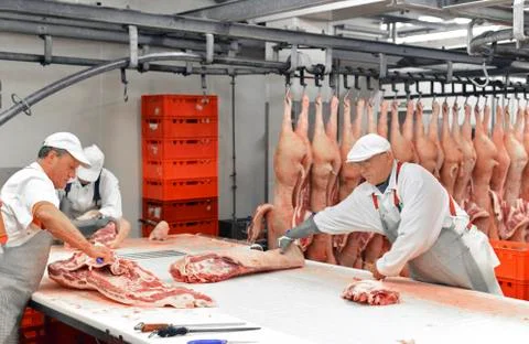 Processing of pig carcasses in a slaughterhouse Stock Photos