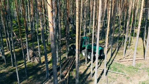 Processing of pine trunks held by the harvester Stock Footage 115124024