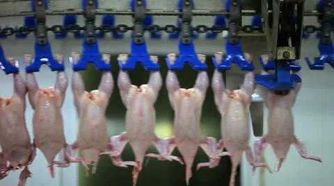 The processing plant poultry Stock Footage 12332508