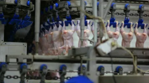 The processing plant poultry Stock Footage 12332536