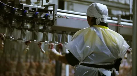 The processing plant poultry Stock Footage 12332699