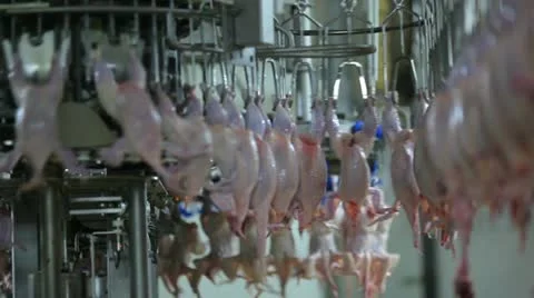 The processing plant poultry Stock Footage 12332756