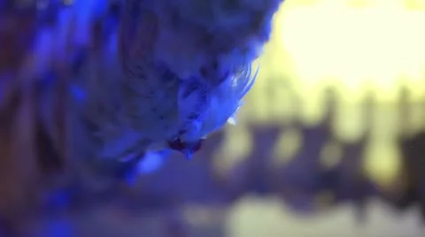 The processing plant poultry Stock Footage 12332773