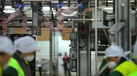 The processing plant poultry Stock Footage 12333115