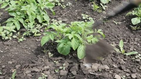 Processing of potatoes from weeds in the garden Video stock 76788366