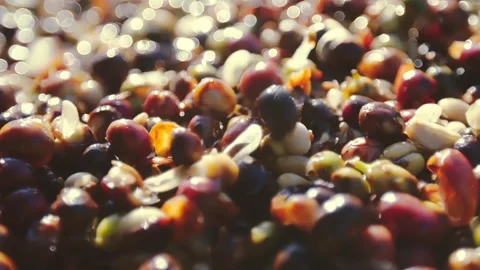 The processing procedure of coffee beans Stock Footage 308227148