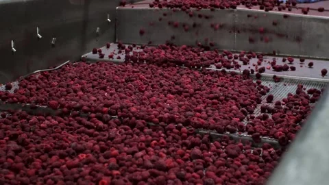 Processing of raspberry on conveyor belt. Frozen raspberries. Stock Footage 279997045