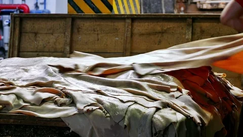 Processing of Raw Leather Stock Footage 77259586